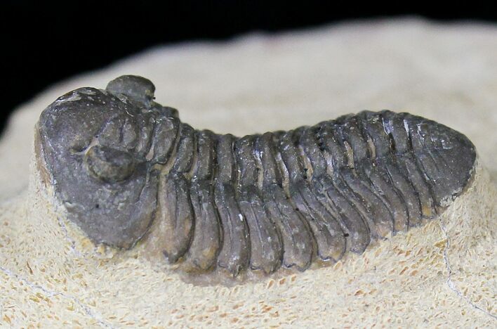 Bargain Acastoides Trilobite #18635